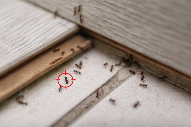 Best Mosquito Control Services  in Olivehurst, CA