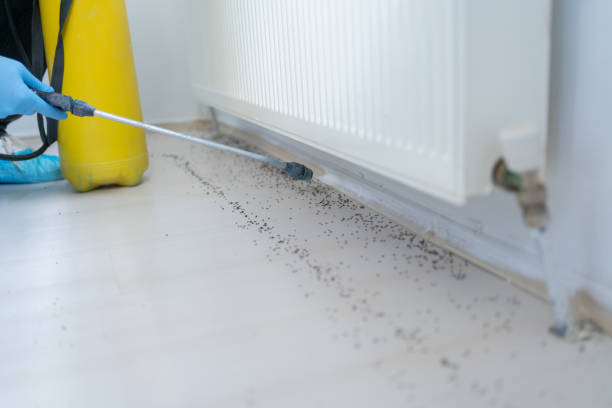 Best Best Pest Control Companies  in Olivehurst, CA